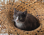 Кошки в Санкт-Петербурге: Котенок Мальчик, Бесплатно - фото 3