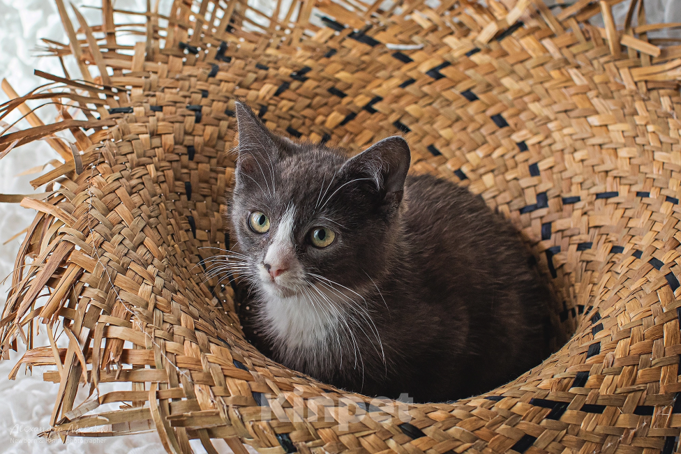 Кошки в Санкт-Петербурге: Котенок Мальчик, Бесплатно - фото 3