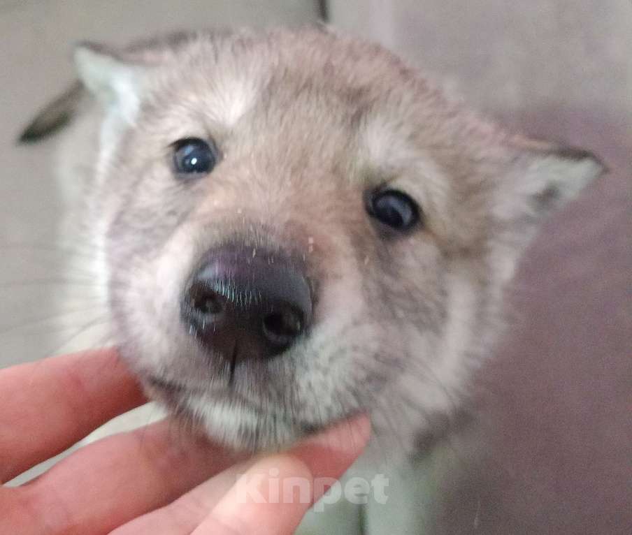 Собаки в Иваново: Продам щенка Чехословацкой волчьей собаки  Мальчик, 20 000 руб. - фото 3