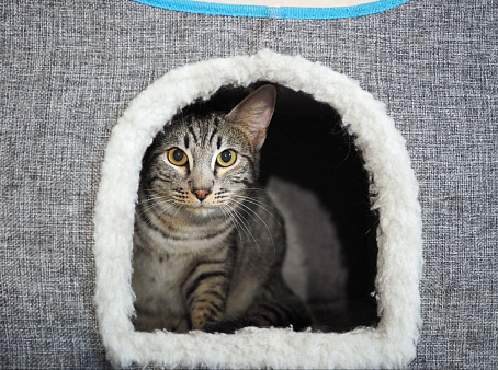 Кот Юлик ищет дом