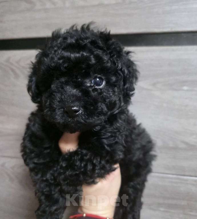 Собаки в Москве: Милые малыши Мальчик, 80 000 руб. - фото 1