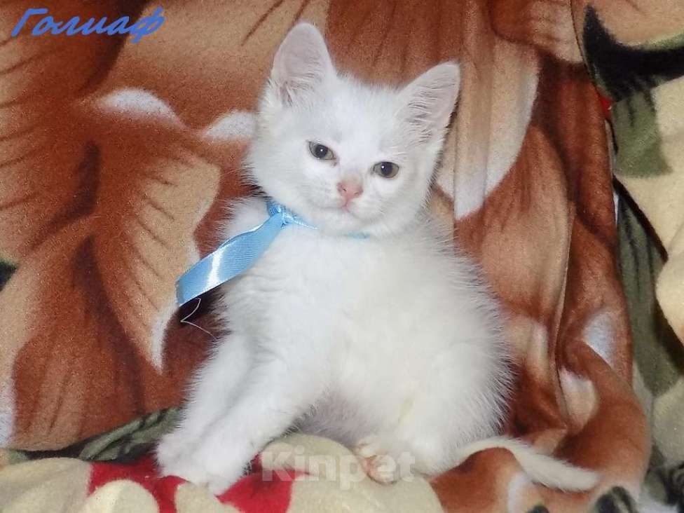 Кошки в Москве: Котята турецкой ангоры Мальчик, 10 000 руб. - фото 4
