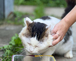 Кошки в Можайске: Марс кот настоящий. Такой же завораживающий, как планета, чьим именем он назван. Приносит удачу! Мальчик, Бесплатно - фото 8