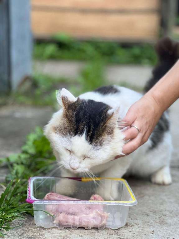 Кошки в Можайске: Марс кот настоящий. Такой же завораживающий, как планета, чьим именем он назван. Приносит удачу! Мальчик, Бесплатно - фото 8