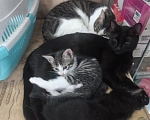 Кошки в Москве: Котенок девочка Девочка, Бесплатно - фото 1
