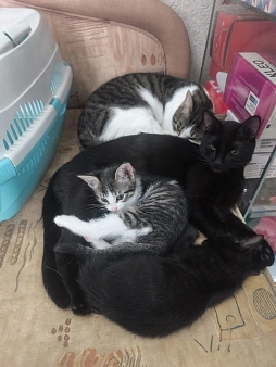 Котенок девочка