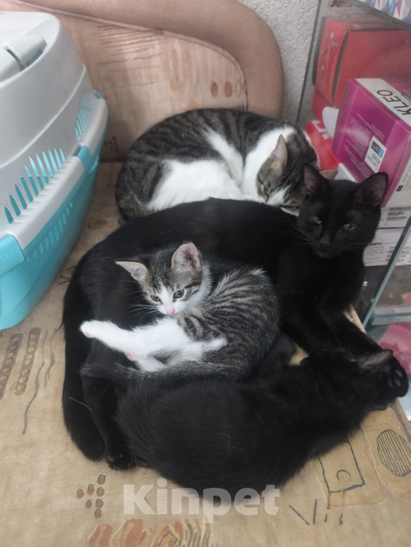 Кошки в Москве: Котенок девочка Девочка, Бесплатно - фото 1