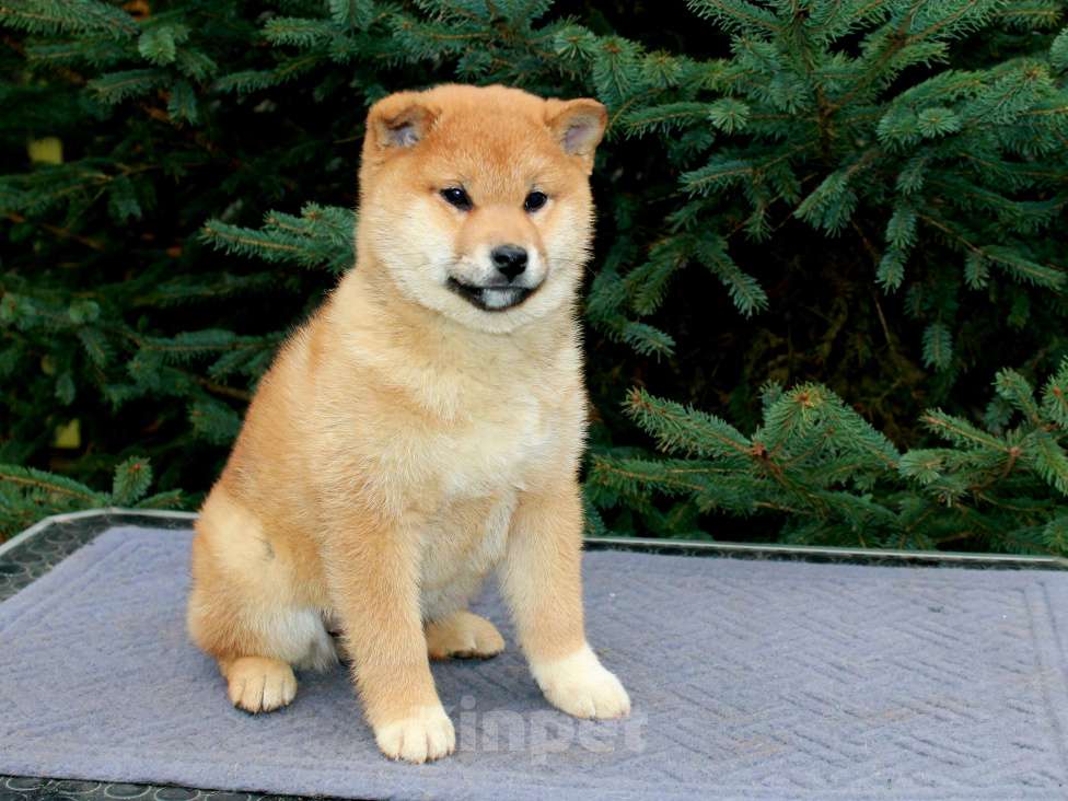 Собаки в Сергиеве Посаде: Девочка Сиба Ину Девочка, 60 000 руб. - фото 8