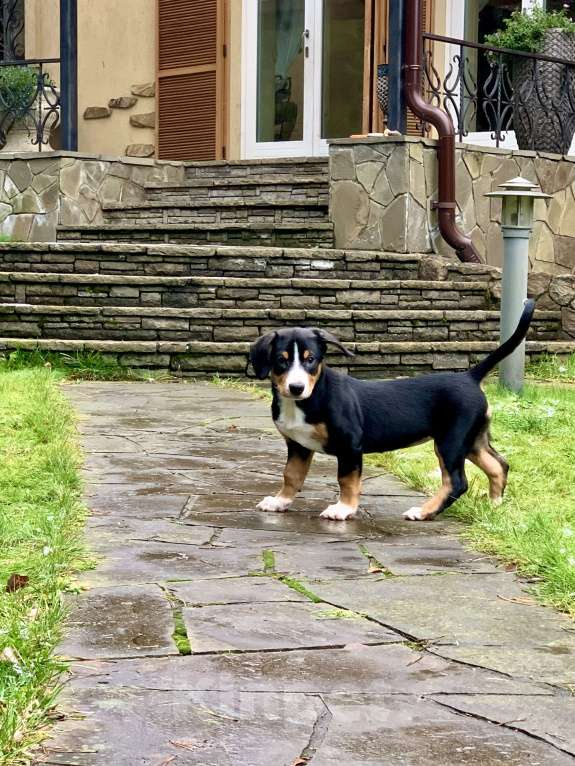 Собаки в Москве: Щенки энтлебухера зенненхунда в Москве  Девочка, Бесплатно - фото 2