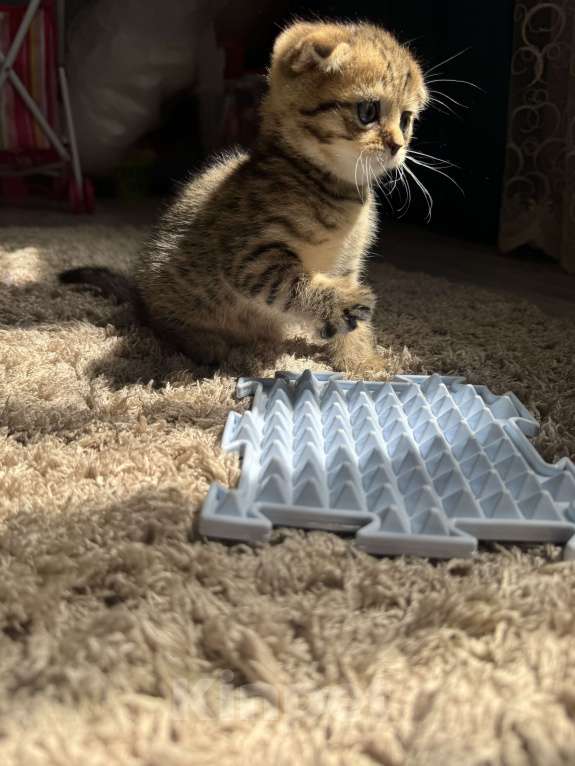 Кошки в Астрахани: Вислоухие шотландские котятя Мальчик, 4 000 руб. - фото 7