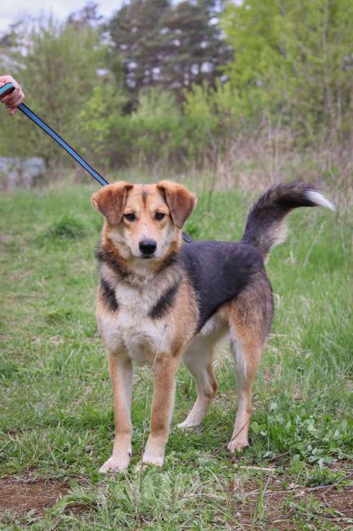 Собаки в Москве: Барни нужен дом  Мальчик, Бесплатно - фото 2