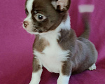 Собаки в Санкт-Петербурге: Чихуахуа Мальчик, 35 000 руб. - фото 1