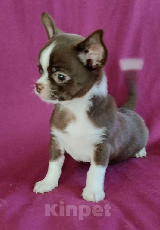 Собаки в Санкт-Петербурге: Чихуахуа Мальчик, 35 000 руб. - фото 1