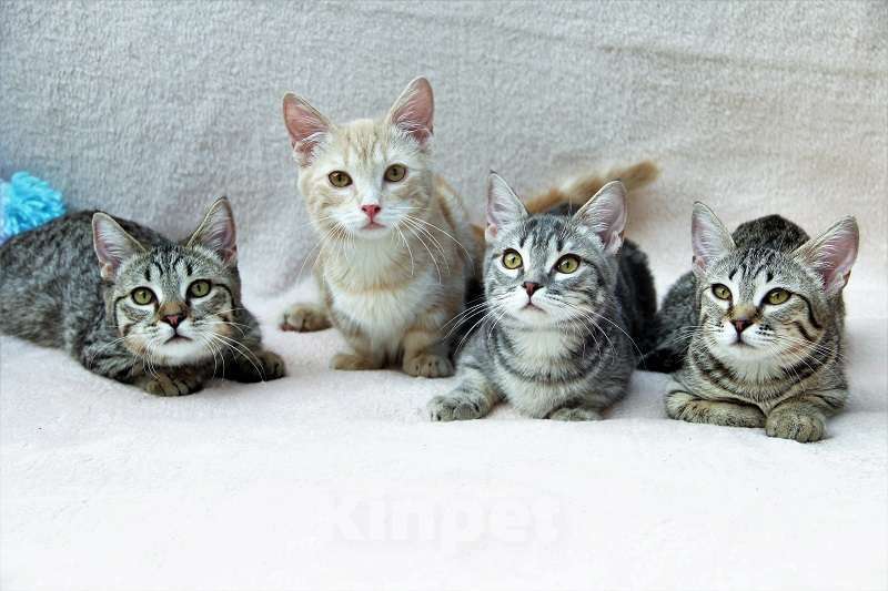 Кошки в Мурманске: котик манчкин  ощет семью Мальчик, 20 000 руб. - фото 1
