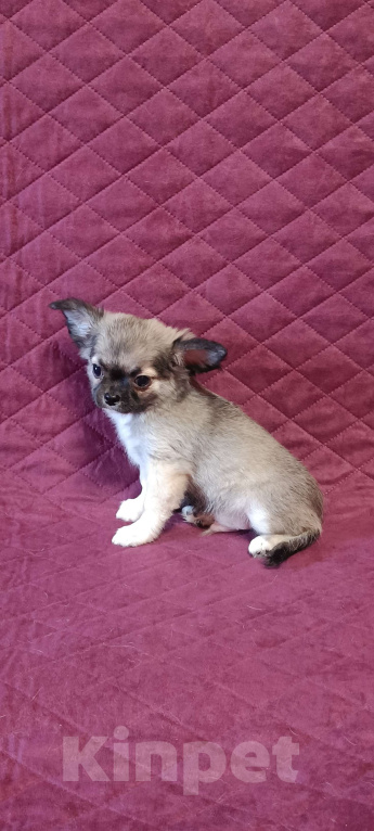 Собаки в Москве: Красавчик соболек  Мальчик, 50 000 руб. - фото 2