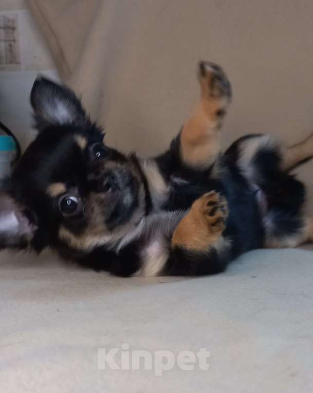 Собаки в Новосибирске: Черная жемчужина чих Девочка, Бесплатно - фото 5