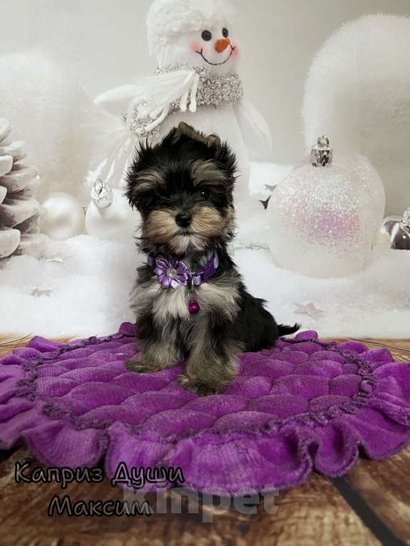 Собаки в Сосновом Бору: Мальчик йорктиз Максим ( документы НРКА) Мальчик, 40 000 руб. - фото 4