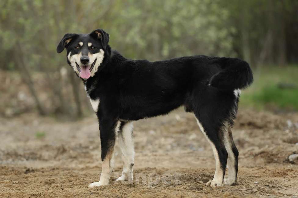 Собаки в Москве: Корсак из приюта мечтает о доме Мальчик, Бесплатно - фото 7