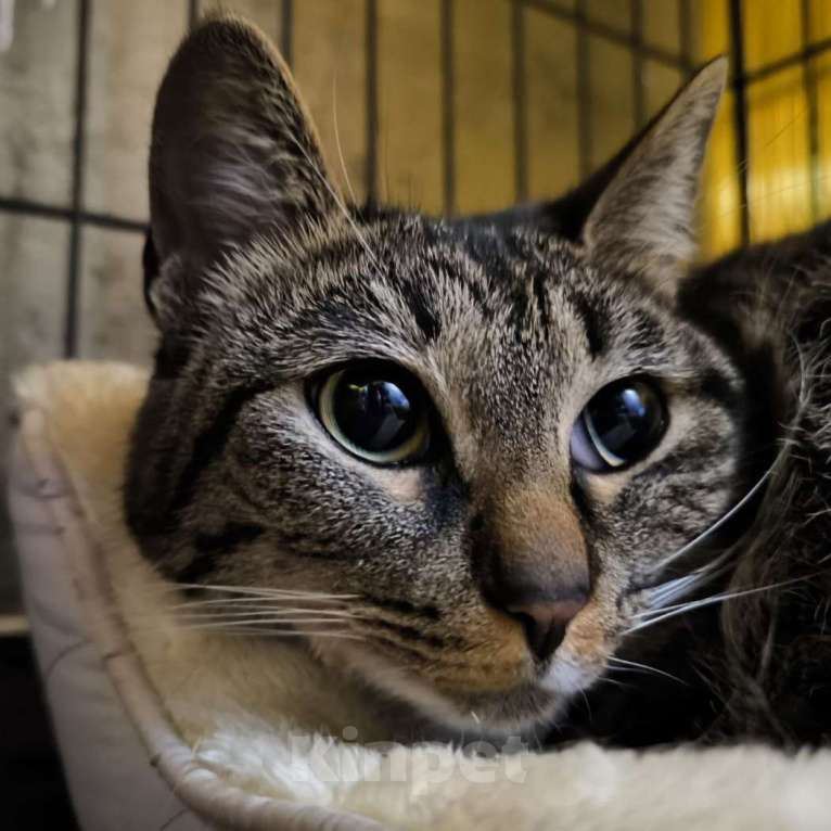 Кошки в Москве: Пихта ищет дом Девочка, Бесплатно - фото 1