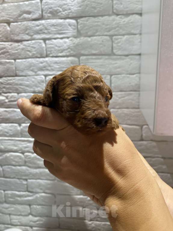 Собаки в Симферополе: Продается щенок той пуделя Мальчик, 55 000 руб. - фото 3