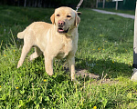 Собаки в Москве: Лабрадор в добрые руки Мальчик, Бесплатно - фото 3