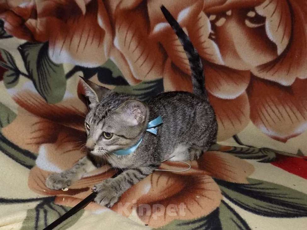 Кошки в Москве: Бенгальский мальчик интересного окраса Мальчик, 25 000 руб. - фото 4