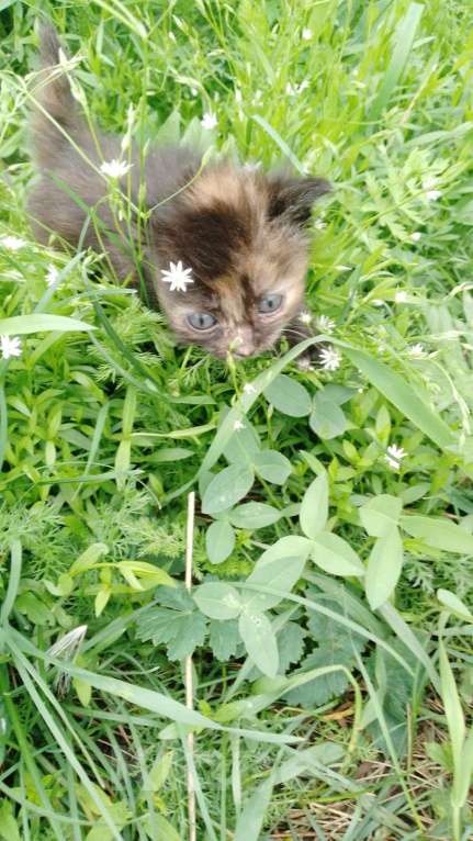 Кошки в других городах Челябинской области: Раздаëм котят, родились 26 июня Девочка, Бесплатно - фото 5