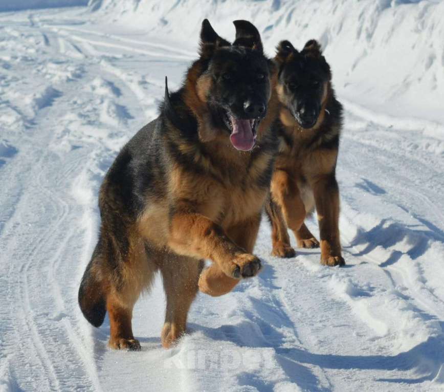 Собаки в Москве: Щенки немецкой овчарки Мальчик, 55 000 руб. - фото 7