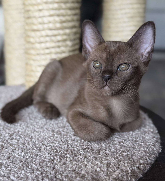 Кошки в Москве: Бурманские котята: открыто бронирование! Мальчик, 80 000 руб. - фото 1