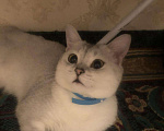 Кошки в Нытве: Кот на Вязку чисто кровная шиншилла, 1 000 руб. - фото 5