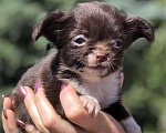 Собаки в Дзержинске: Маленькие и средние щенки., 35 000 руб. - фото 10
