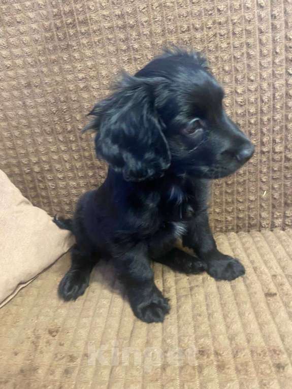 Собаки в Челябинске: Продаю щенка Мальчик, 25 000 руб. - фото 2