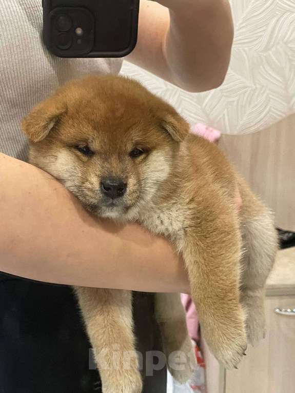 Собаки в Улане-Удэ:  Девочка Девочка, 50 000 руб. - фото 1