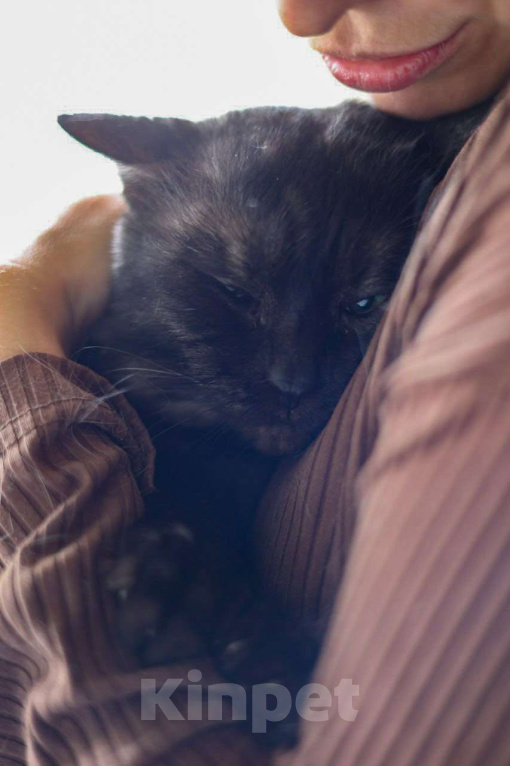 Кошки в Москве: Ласковый котик Мальчик, Бесплатно - фото 4