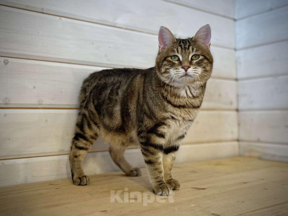 Кошки в других городах Московской области: Курильский бобтейл короткошерстный  Мальчик, 15 000 руб. - фото 2