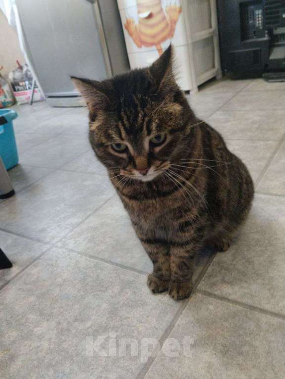 Кошки в Москве: Кошка Сахарок ищет дом  Девочка, Бесплатно - фото 4