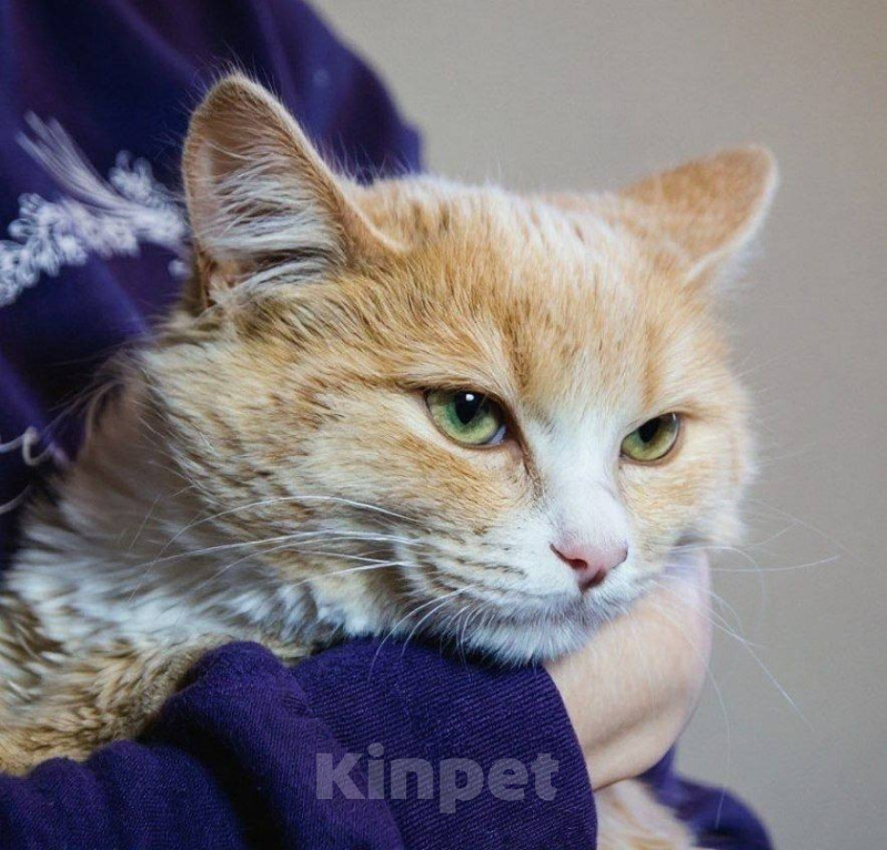 Кошки в Москве: Котенок Лир ищет дом Мальчик, Бесплатно - фото 9