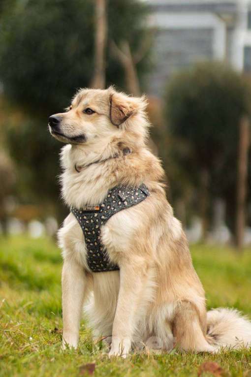 Собаки в Москве: Белкин 2,5 года ищет дом. Мальчик, Бесплатно - фото 8