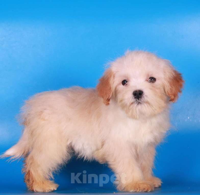 Собаки в Москве: мальтипу  девочки мини Девочка, 100 000 руб. - фото 5