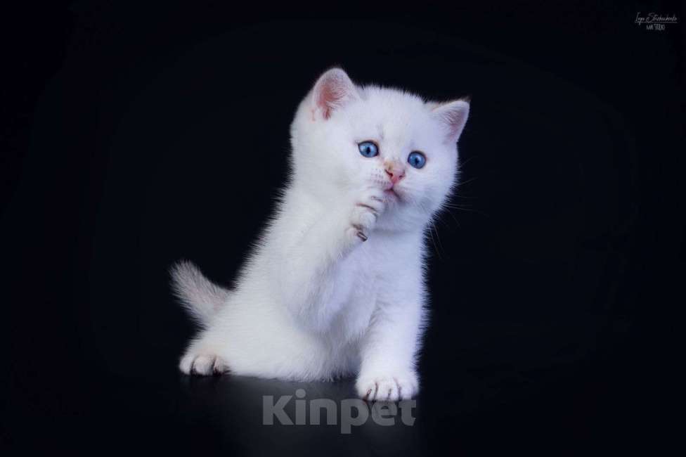 Кошки в Петрозаводске: Шотландские котята золотая шиншилла в поинтовом окрасе Мальчик, 37 000 руб. - фото 2