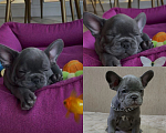 Собаки в Уфе: Продам щенков породы: Французский бульдог Мальчик, 20 000 руб. - фото 1