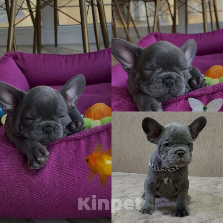 Собаки в Уфе: Продам щенков породы: Французский бульдог Мальчик, 20 000 руб. - фото 1
