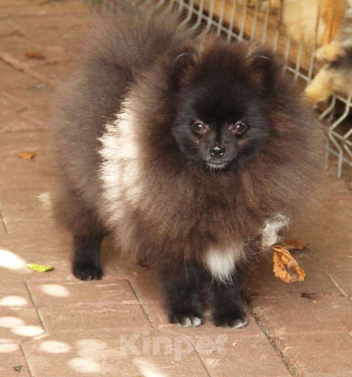 Собаки в Раменском: Мальчик шпица  Мальчик, 25 000 руб. - фото 3