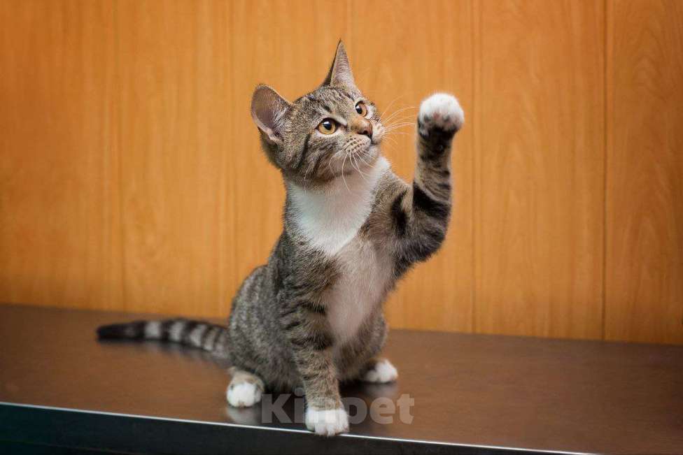 Кошки в Москве: Маленькая девочка Любава Девочка, Бесплатно - фото 2