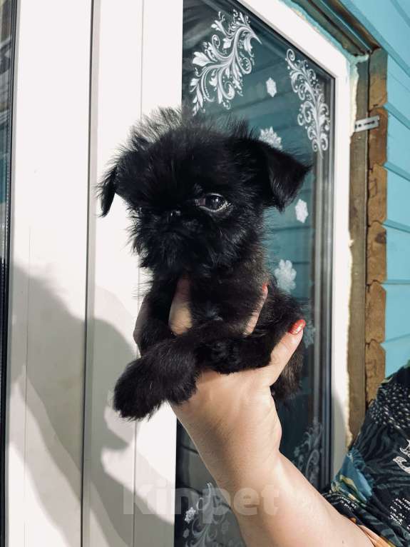 Собаки в других городах Московской области: Бельгийский гриффон щенок Девочка, 120 000 руб. - фото 4