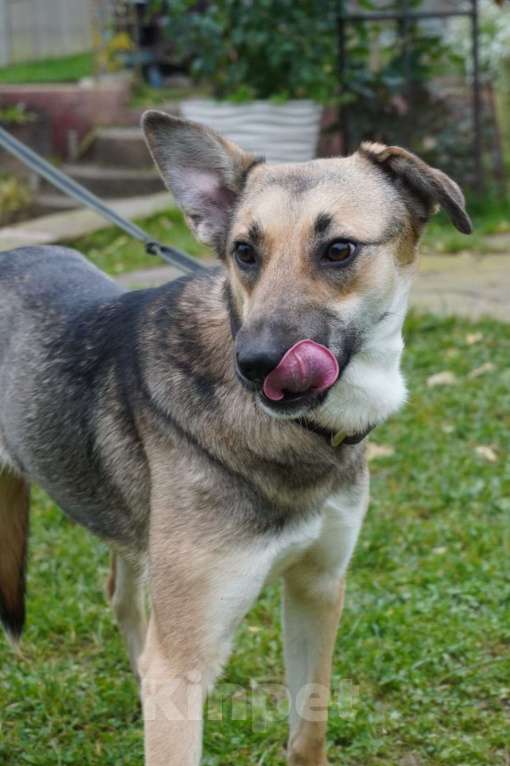 Собаки в Москве: Ласковая собачка Ласка в добрые руки Девочка, 1 руб. - фото 5