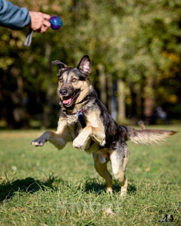 Собаки в Москве: -Москва, услышьте зов Персея!  Мальчик, 1 руб. - фото 6