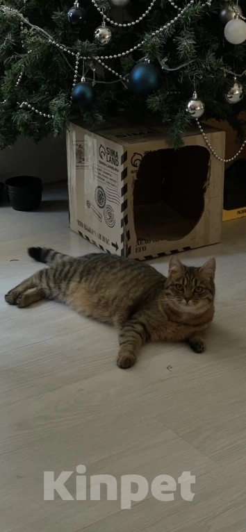 Кошки в Екатеринбурге: Кошечка Алиса в добрые руки Девочка, Бесплатно - фото 1