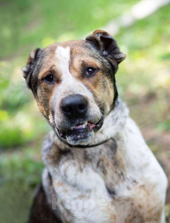 Собаки в Москве: Брэм Мальчик, Бесплатно - фото 3