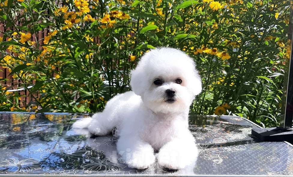 Собаки в Москве: Бишон фризе щенки Девочка, 150 000 руб. - фото 3